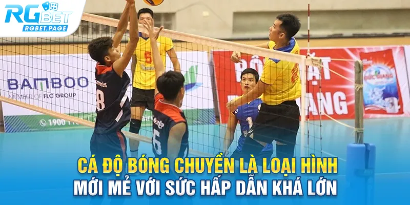Cá độ bóng chuyền là loại hình mới mẻ với sức hấp dẫn khá lớn 